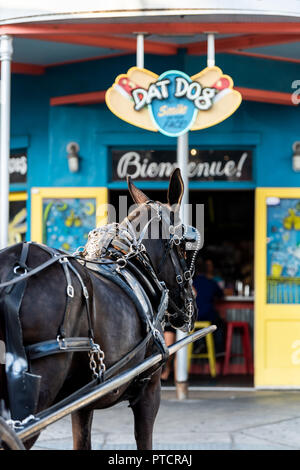 New Orleans, USA - April 22, 2018: Restaurant Dat Dog selling hot dogs with horse carriage tour buggy on street, road blue colorful building entrance  Stock Photo