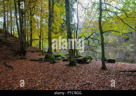 Autumn in a small beech tree forest at Nordaasvannet Lake in Fana, Bergen, Norway Stock Photo