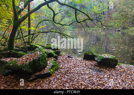 Autumn in a small beech tree forest at Nordaasvannet Lake in Fana, Bergen, Norway Stock Photo