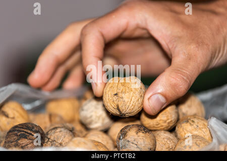 Macro closeup of hand fingers holding touching whole walnut nut unshelled brown color by pile of group of many in bag Stock Photo