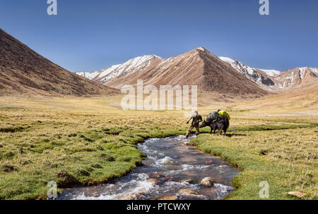 Kyrgyz herders in Keng Shiber with yak packed for expedition from Keng Shiber to Kara Jilga, Pamir Mountains, Gorno-Badakhshan, Tajikistan. Stock Photo