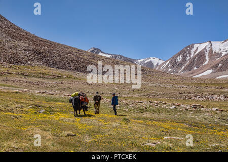 Kyrgyz herders in Keng Shiber with yak packed for expedition from Keng Shiber to Kara Jilga, Pamir Mountains, Gorno-Badakhshan, Tajikistan. Stock Photo