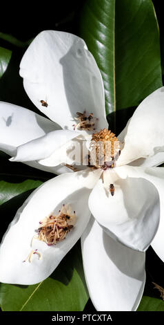 vertical closeup of bees  pollinating a white magnolia flower Stock Photo