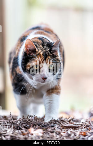 Closeup front of one curious calico cat, walking outside, outdoors on mulch, dry leaves in autumn garden, stepping with paws Stock Photo