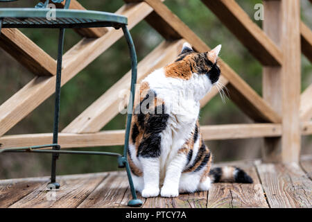 Curous old calico cat sitting on wooden deck, looking back through fence on terrace, patio in outdoor garden house on floor by metal chair Stock Photo