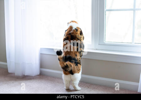 Funny calico cat leaning on windowsill, window sill, standing on hind legs trick, looking up, watching between curtains blinds outside Stock Photo