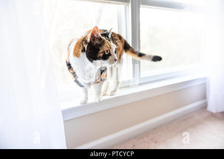 Female cute one calico cat closeup of face sitting on windowsill window sill looking staring behind curtains blinds outside Stock Photo