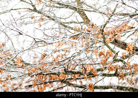 View from window on snowstorm, storm, snowing weather outside, outdoors with tree branches covered in snow in backyard, front yard, sky in Fairfax, Vi Stock Photo