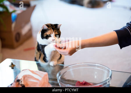 Calico cat standing up on hind legs, leaning on table with two front paws sniffing treat, taking meat, adorable cute big eyes asking for food in livin Stock Photo