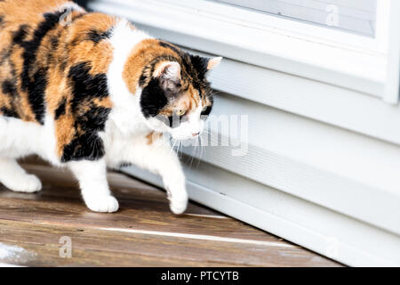 Closeup of curious walking calico cat, exploring, hunting, paw above ground on wooden, wood house, home deck covered in snow Stock Photo