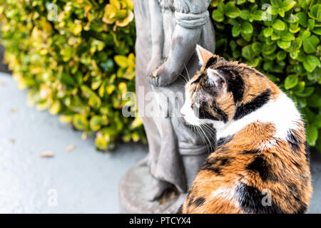 Closeup portrait of calico cat outside green garden with face portrait by bushes on porch, front or back yard of home or house with statue Stock Photo
