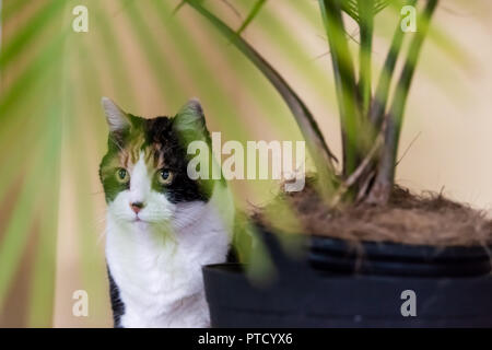 Closeup portrait of calico cat hiding behind green potted palm tree, plant in pot indoors, indoor by wall Stock Photo