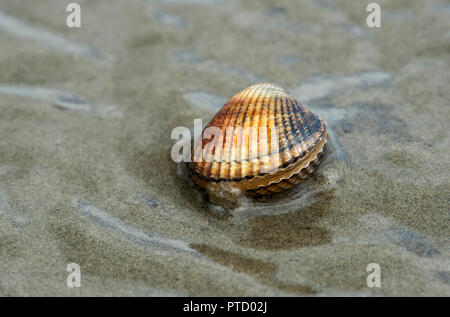 Common cockle (Cerastoderma edule) in shallow water on sand, Wadden Sea, Schleswig-Holstein, Germany Stock Photo