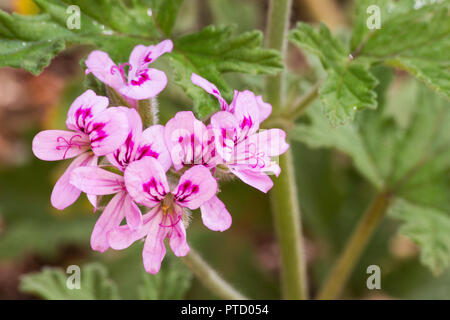 Sweet scented geranium  (Pelargonium graveolens) flowers Stock Photo