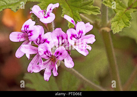 Sweet scented geranium  (Pelargonium graveolens) flowers Stock Photo