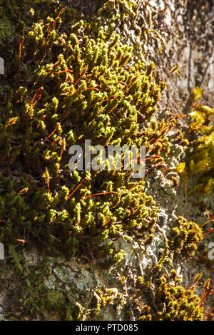 Air plant on tree trunk Stock Photo