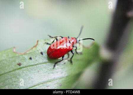 A red lily beetle on a leaf Stock Photo