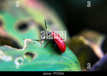 A red lily beetle on a leaf Stock Photo