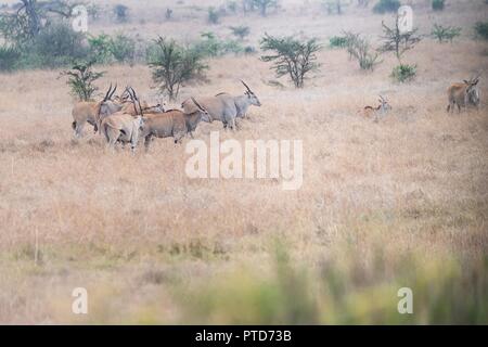 Antelopes in the grasslands of Nairobi National Park seen during the safari tour of U.S First Lady Melania Trump October 5, 2018 in Nairobi, Kenya. This is the first solo international trip by the First Lady. Stock Photo