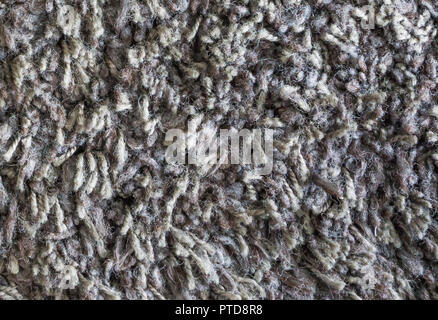 grey brown wool floor carpet close up macro background texture Stock Photo