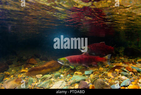 Two Sockeye salmon (Oncorhynchus nerka) in their spawning river. Male in the foreground with Female. Adams River, British Columbia, Canada, October. Stock Photo