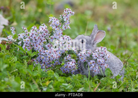 Cute Baby rabbit in purple flowers Stock Photo