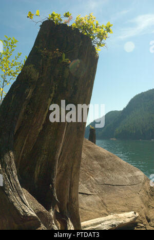 Spring board notches as evidence from early logging at Stave Lake in Mission, British Columbia, Canada Stock Photo