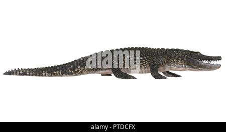 3D illustration alligator isolated on white background Stock Photo