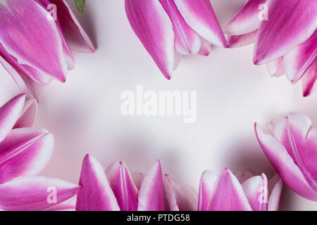Pink and white tulips as spring or summer flowers. Frame with white background. Copy space in the center. Stock Photo