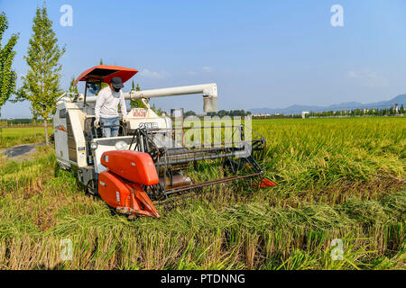 Jinhua, China's Zhejiang Province. 8th Oct, 2018. A farmer harvests rice in the field at Cailu Village of Dongyang City, east China's Zhejiang Province, Oct. 8, 2018. Credit: Bao Kangxuan/Xinhua/Alamy Live News Stock Photo