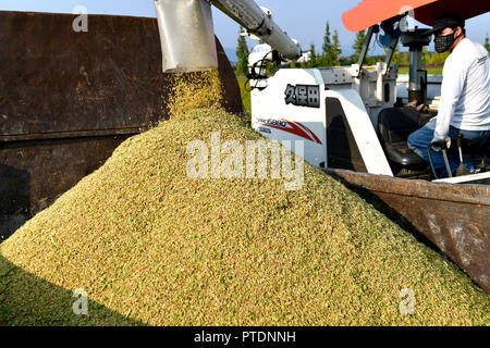 Jinhua, China's Zhejiang Province. 8th Oct, 2018. A farmer harvests rice in the field at Cailu Village of Dongyang City, east China's Zhejiang Province, Oct. 8, 2018. Credit: Bao Kangxuan/Xinhua/Alamy Live News Stock Photo