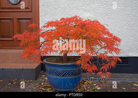Edinburgh, Scotland, UK, weather, 9th October 2018, as the strong winds continue to batter the UK in Edinburgh winds continue to come from the north at 27 km/h and predicted gusts of 41 km/h with temperature of 15 degrees, the Acer Palmatum or Japanese Maple pictured in this driveway stubbornly defies the conditions to hold on to its fragile gorgeous autumn red orange leaves but unlikely to last for many more days. Stock Photo