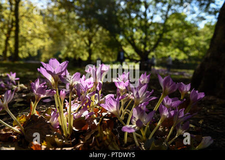 London, UK.  9 October 2018.  UK Weather - Autumn crocus (Crocus nudiflorus) in flower in St James's Park during autumn sunshine and warm temperatures in the capital.  The forecast is for an even warmer day tomorrow. Credit: Stephen Chung / Alamy Live News Stock Photo