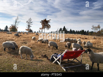 09 October 2018, North Rhine-Westphalia, Winterberg: Two excursionists sit on the Kahler Asten in the middle of a flock of sheep in a double beach chair in the sun. Photo: Bernd Thissen/dpa Stock Photo