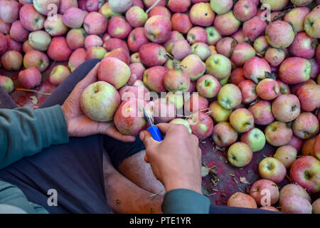 https://l450v.alamy.com/450v/pte1yr/october-9-2018-srinagar-jammu-kashmir-india-kashmiri-labourer-seen-preparing-freshly-harvested-apples-to-be-packed-during-the-apple-harvestkashmir-is-the-prime-source-of-all-apple-production-in-indian-and-around-113-varieties-of-apples-chinar-their-leaves-slowly-and-shed-their-green-colour-while-changing-their-hues-towards-brighter-darker-golden-in-the-autumn-season-the-orchards-are-packed-with-red-blooms-of-apples-the-four-districts-namely-pulwama-anantnag-shopian-and-kulgam-are-known-for-their-tranquil-red-apple-orchards-credit-image-idrees-abbassopa-images-via-zuma-wir-pte1yr.jpg