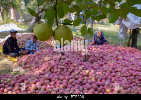 Golden Kasmiri Apple