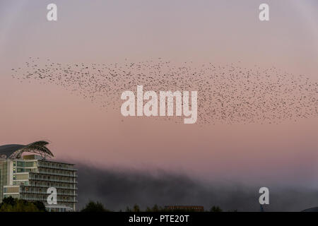 Cardiff Bay, Cardiff, Wales, UK, October 9, 2018: Starlings gathered in a huge flock and put on a spectacular show above Cardiff Bay, Cardiff, Wales. Credit: Daniel Damaschin/Alamy Live News Stock Photo