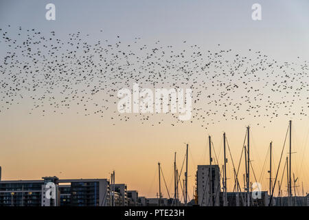 Cardiff Bay, Cardiff, Wales, UK, October 9, 2018: Starlings gathered in a huge flock and put on a spectacular show above Cardiff Bay, Cardiff, Wales. Credit: Daniel Damaschin/Alamy Live News Stock Photo