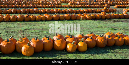 pumpkins for sale in pumpkin patch Stock Photo