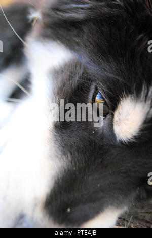 A closeup of a beautiful black and white mix breed dog (Sheperd from Finland+German sheperd+Labrador) with soft looking fur and an adorable look Stock Photo