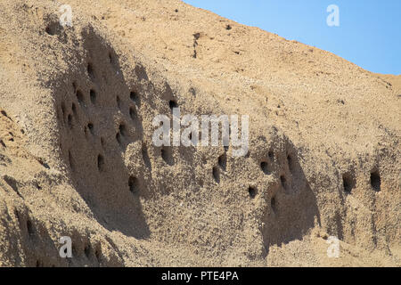 Closeup of Sand Martin Nests in a hillside Stock Photo