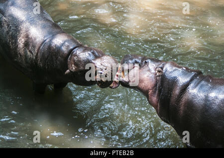 Pygmy Hippo / pygmy hippopotamus is a small Stock Photo