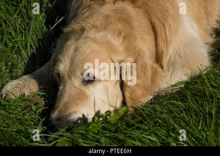 The dog breed golden retriever lying on the grass and looking ahead Stock Photo