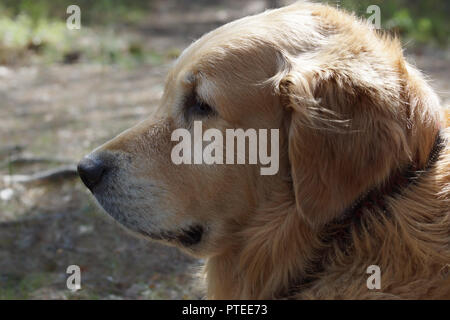 The dog breed golden retriever in profile, on background blurred earth Stock Photo