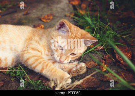 A ginger kitten lies on the ground and is played with a string, next to the autumn leaves. Stock Photo