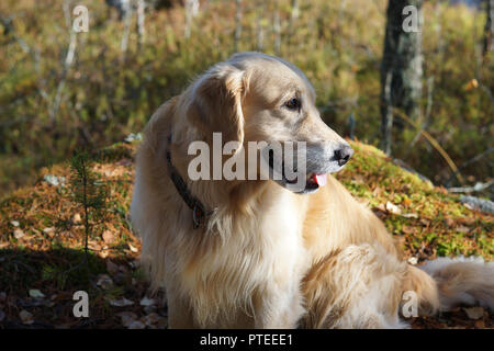 red haired retriever