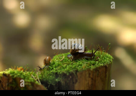 Two snails crawl in different directions in the early morning on a stump with moss in the woods. Stock Photo
