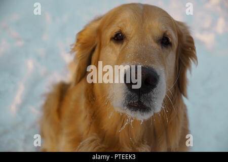 red haired retriever