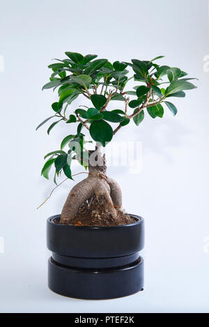 Bonsai tree Ficus Fig Ginseng on a white background. Latin name Ficus microcarpa 'Ginseng' is a bonsai ginseng or ficus retusa also known as banyan or Stock Photo