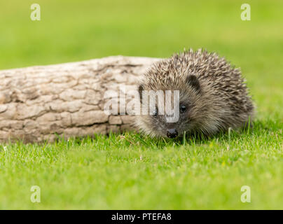 Hedgehog, (Erinaceous Europaeus) wild, native hedgehog in natural garden habitat on green grass lawn facing to the front.  Horizontal. Stock Photo